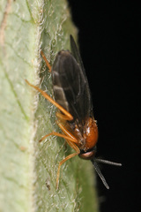 Xylophagidae