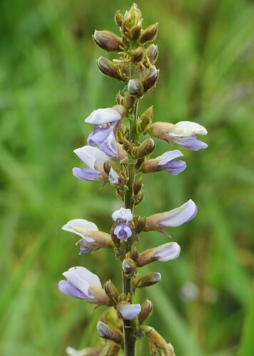 Image of Calopogonium caeruleum by (c) Gustavo Sandres, some rights reserved (CC BY-SA)