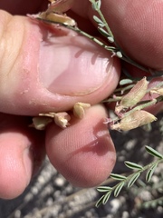 Astragalus johannis-howellii