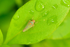 Graphocephala aurolineata