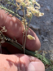Astragalus johannis-howellii