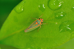 Graphocephala aurolineata