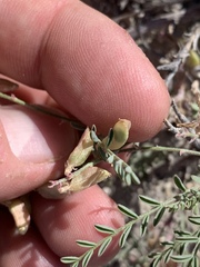 Astragalus johannis-howellii