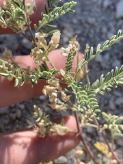 Astragalus johannis-howellii