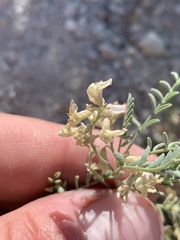 Astragalus johannis-howellii