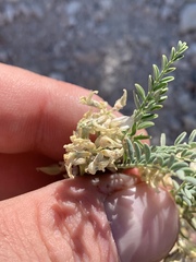 Astragalus johannis-howellii