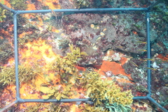 Carpophyllum plumosum