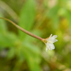 Epilobium davuricum