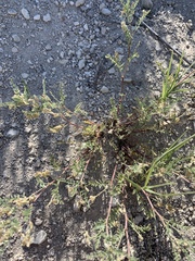 Astragalus johannis-howellii