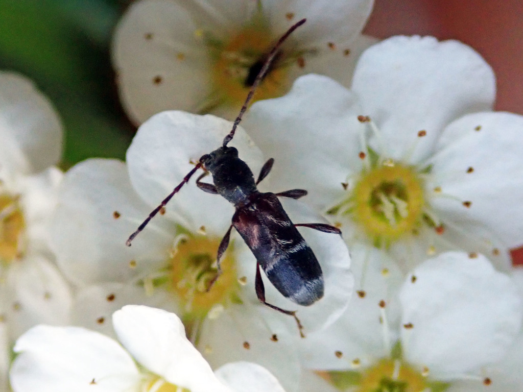 Microclytus compressicollis