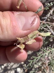 Astragalus johannis-howellii