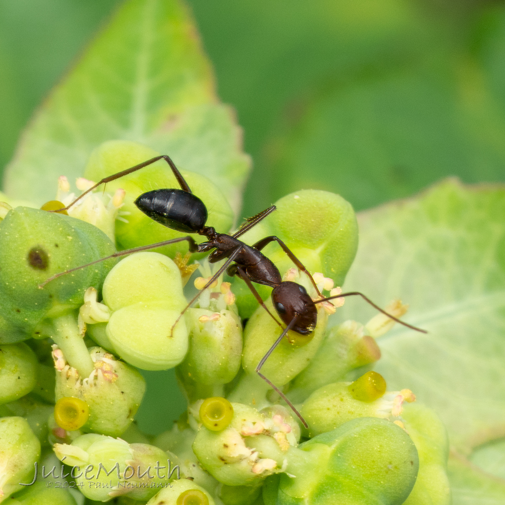 Camponotus congolensis