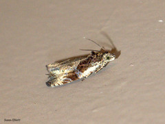 Olethreutes connectum