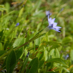 Gentiana prostrata