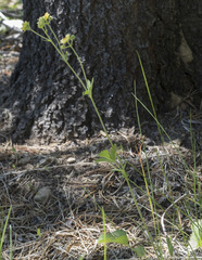 Drymocallis lactea austiniae