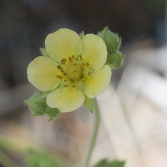 Drymocallis lactea austiniae