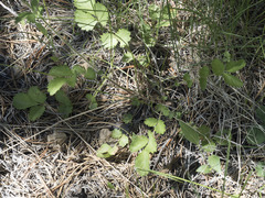 Drymocallis lactea austiniae