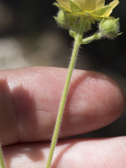 Drymocallis lactea austiniae