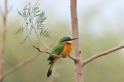 Ethiopian Bee-eater (Merops lafresnayii), photo 5