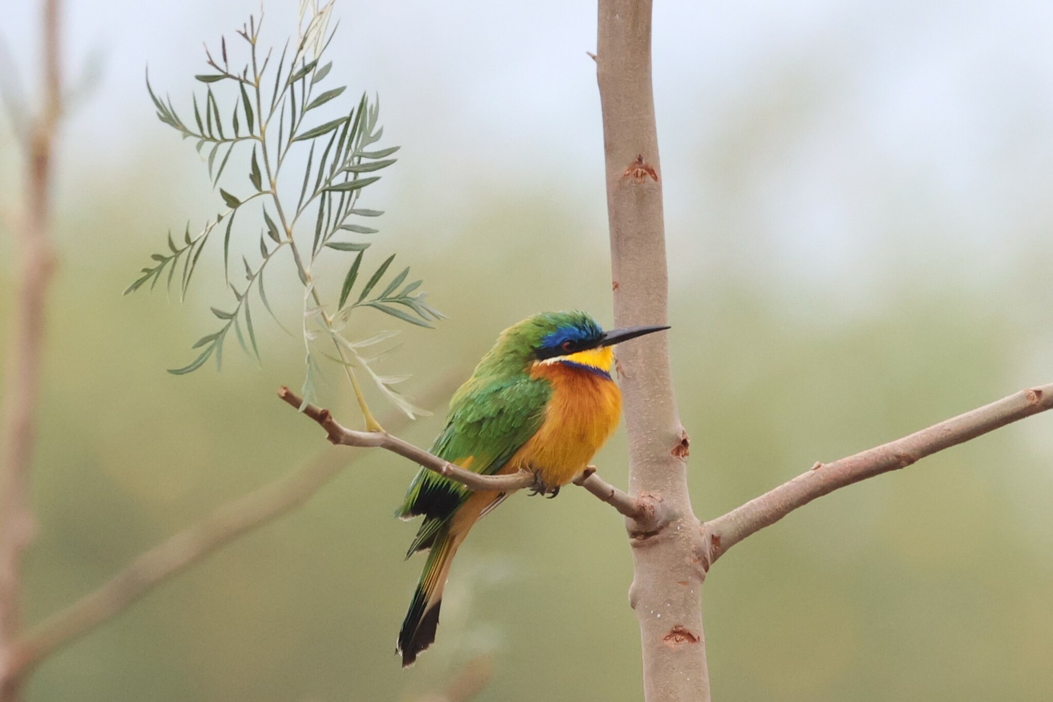 Ethiopian Bee-eater illustration