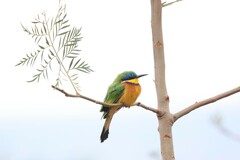 Ethiopian Bee-Eater photo 3