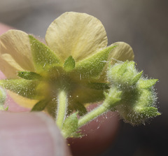 Drymocallis lactea austiniae