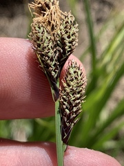 Carex heteroneura