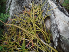Rhipsalis baccifera