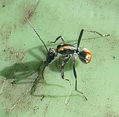 Polyrhachis brisbanensis