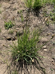 Carex heteroneura