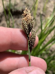 Carex heteroneura