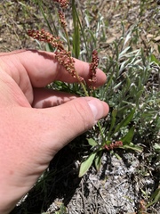 Rumex paucifolius