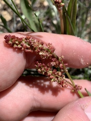 Rumex paucifolius