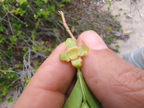 Foto de Pitangatuba