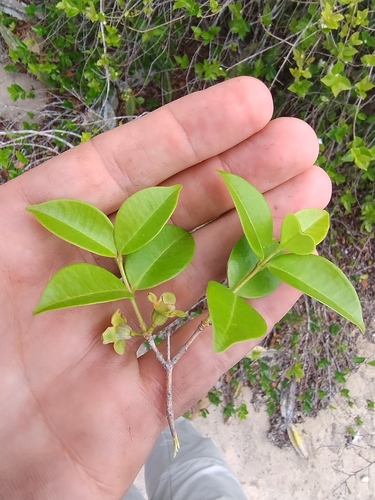 Foto de Pitangatuba