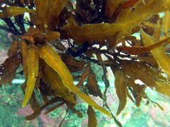 Carpophyllum flexuosum