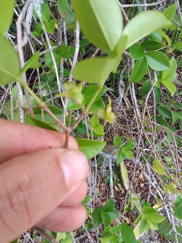 Foto de Pitangatuba
