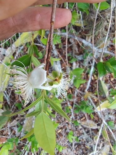 Foto de Pitangatuba