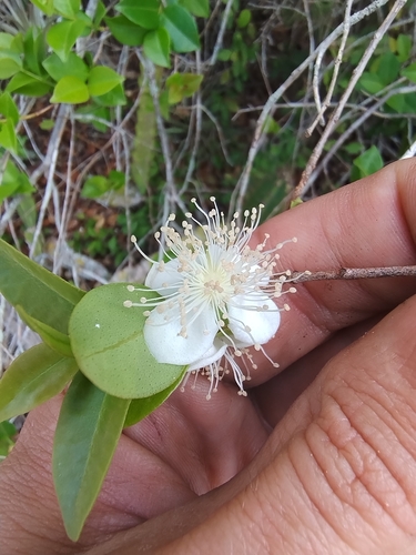 Foto de Pitangatuba
