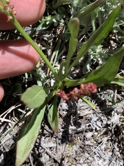 Rumex paucifolius