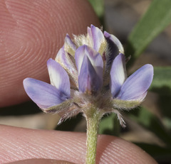 Lupinus lepidus lobbii