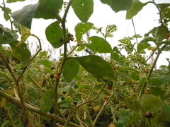 Solanum jamaicense