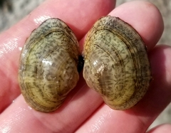 Truncilla donaciformis