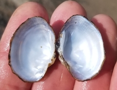 Truncilla donaciformis