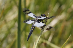 Plathemis subornata