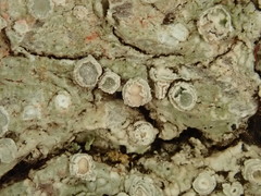 Pertusaria subambigens