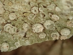 Pertusaria subambigens