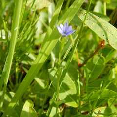 Gentiana prostrata