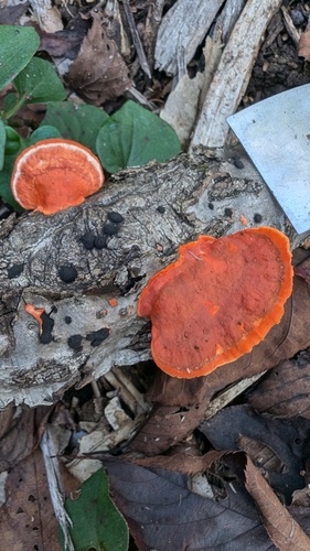 Trametes coccinea
