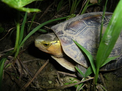 Cuora flavomarginata